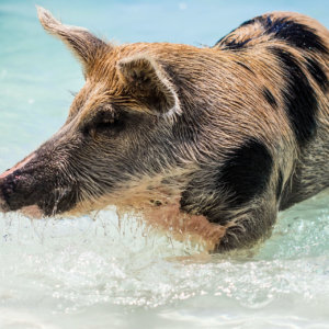 Swimming with the Pigs