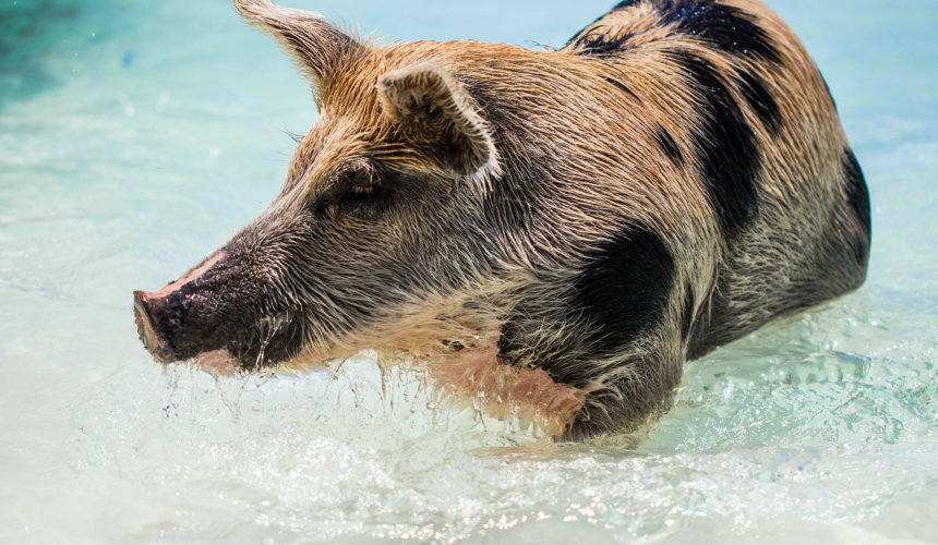 Swimming with the Pigs